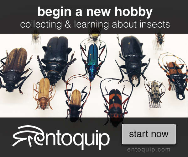 How Long Can Fleas Live In A Vacuum Cleaner: Guide