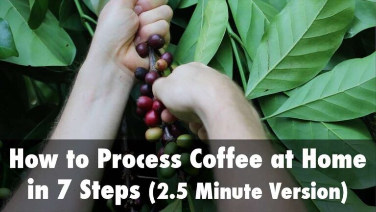 How To Make Coffee From Beans