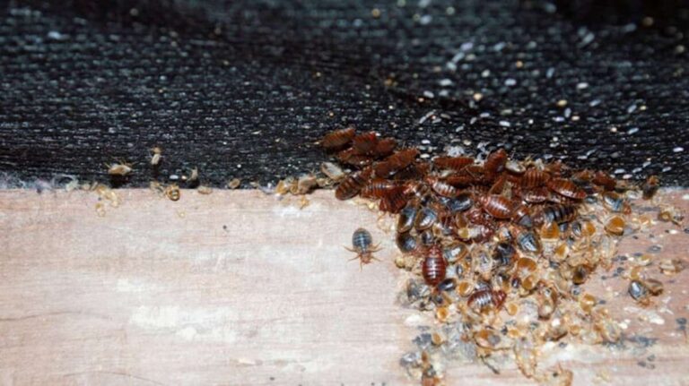 Can Bed Bugs Escape From Vacuum Cleaner