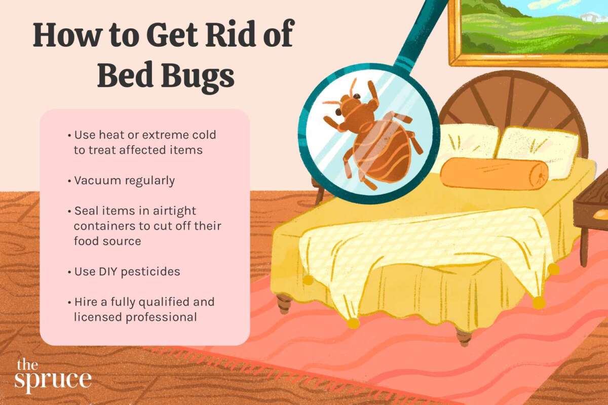 Does Vacuum Cleaner Kill Bed Bugs