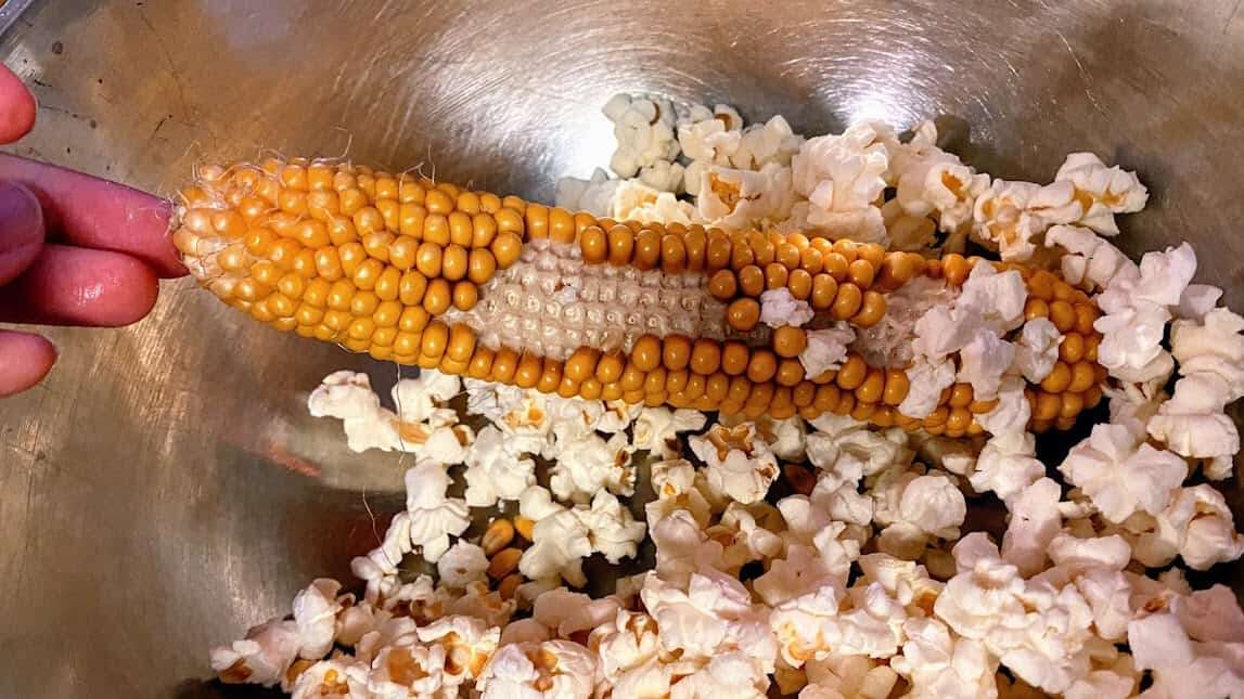 How To Make Popcorn From Corn On The Cob: Easy Guide