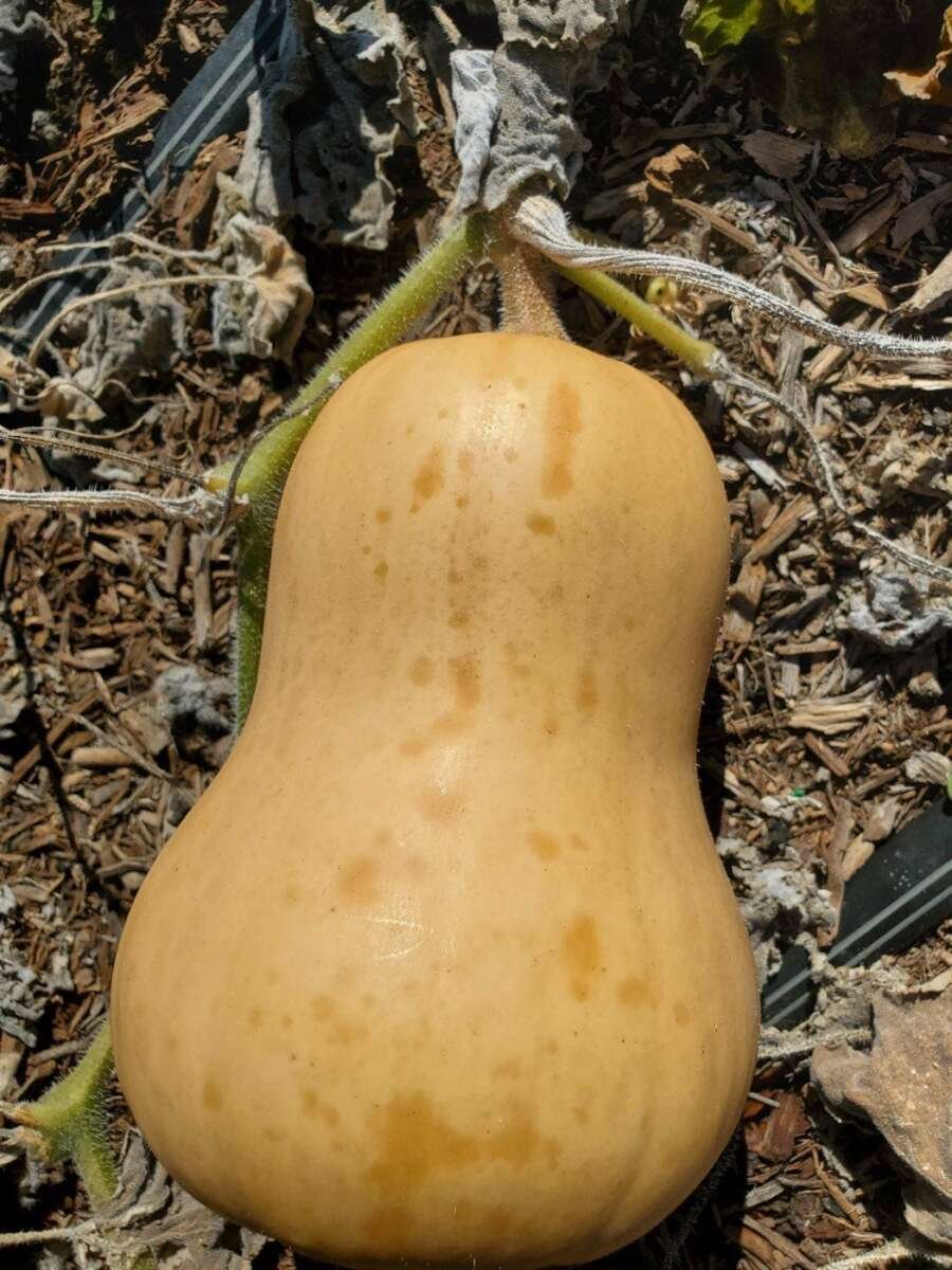 How Deep To Peel Butternut Squash